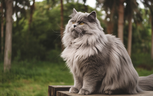 Furry gray cat with yellow eyes  from Chrome web store to be run with OffiDocs Chromium online