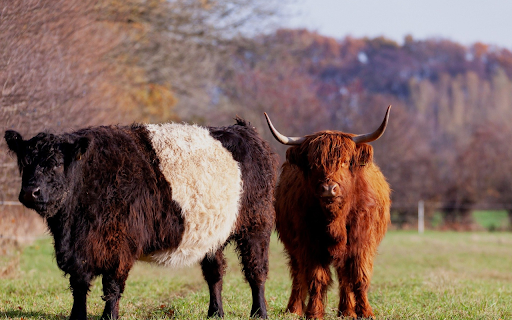 Furry Highland Cattle in Autumn Field  from Chrome web store to be run with OffiDocs Chromium online