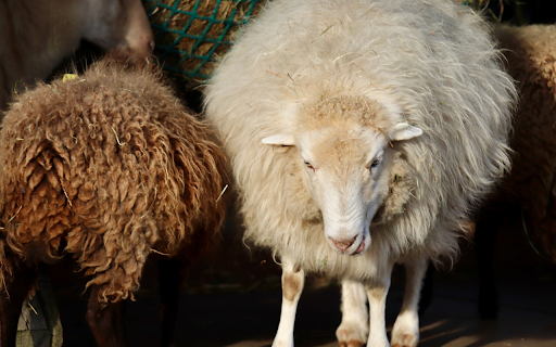 Furry sheep  from Chrome web store to be run with OffiDocs Chromium online