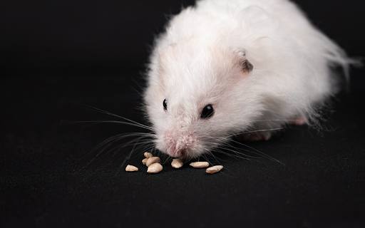 Furry white mouse  from Chrome web store to be run with OffiDocs Chromium online