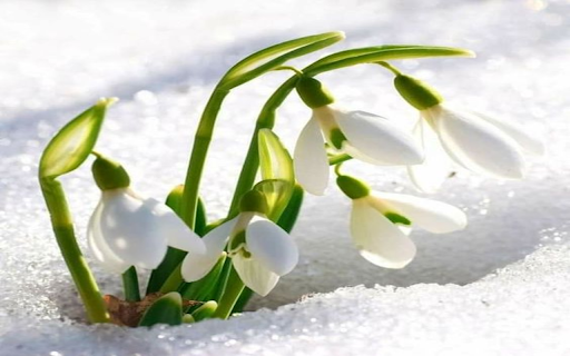 Galanthus nivalis wallpapers  from Chrome web store to be run with OffiDocs Chromium online