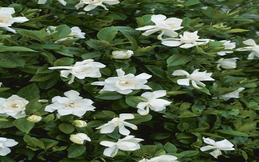 Gardenia flowers wallpapers  from Chrome web store to be run with OffiDocs Chromium online
