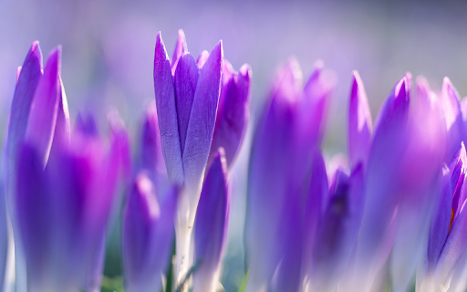 Garden of ripe tulips  from Chrome web store to be run with OffiDocs Chromium online