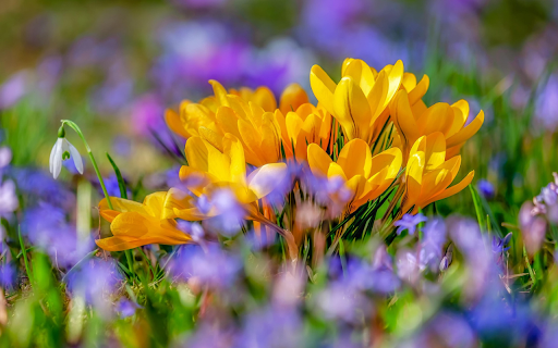 Gardens  from Chrome web store to be run with OffiDocs Chromium online