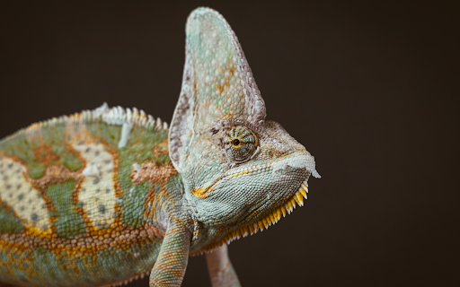 gecko and crest from Chrome web store to be run with OffiDocs Chromium online gecko and crest from Chrome web store to be run with OffiDocs Chromium online