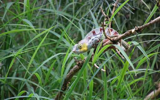 Gecko in the bushes  from Chrome web store to be run with OffiDocs Chromium online