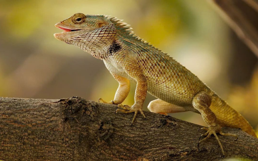 Gecko: The Master of Camouflage and Climbing  from Chrome web store to be run with OffiDocs Chromium online