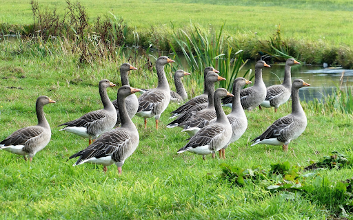 Geese by the Stream  from Chrome web store to be run with OffiDocs Chromium online