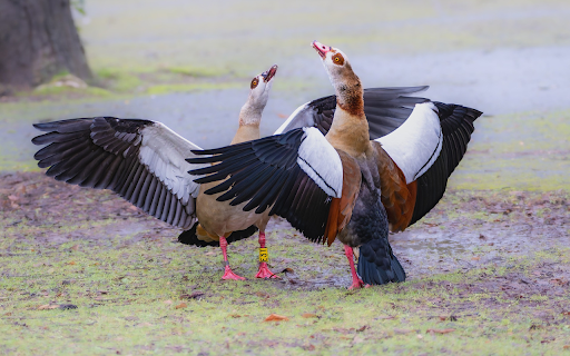 Geese flap their wings from Chrome web store to be run with OffiDocs Chromium online Geese flap their wings from Chrome web store to be run with OffiDocs Chromium online