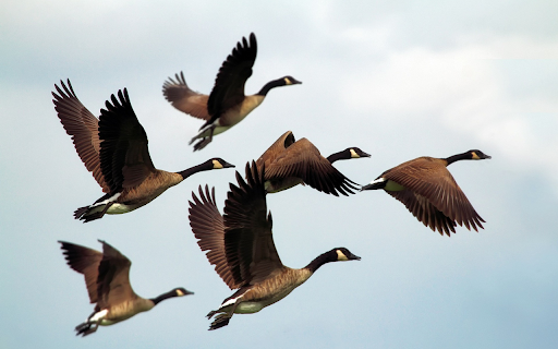Geese flying  from Chrome web store to be run with OffiDocs Chromium online