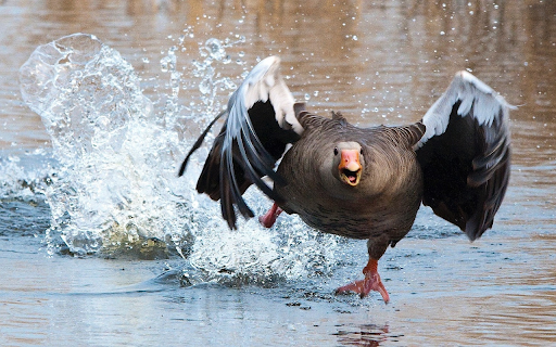 Geese fly over the water  from Chrome web store to be run with OffiDocs Chromium online