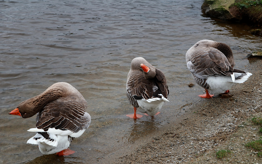 Geese preen their feathers  from Chrome web store to be run with OffiDocs Chromium online