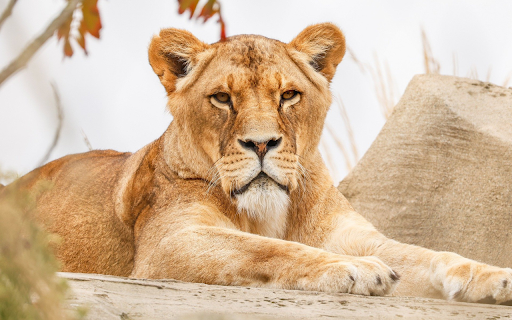 Gentle faced lion  from Chrome web store to be run with OffiDocs Chromium online