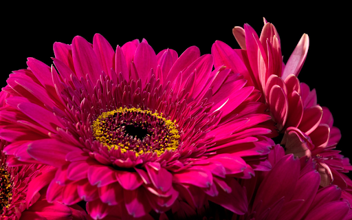 Gerbera Flowers  from Chrome web store to be run with OffiDocs Chromium online