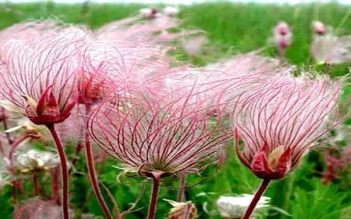 Geum triflorum flower wallpaper  from Chrome web store to be run with OffiDocs Chromium online