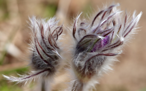 Ghostly flower buds  from Chrome web store to be run with OffiDocs Chromium online