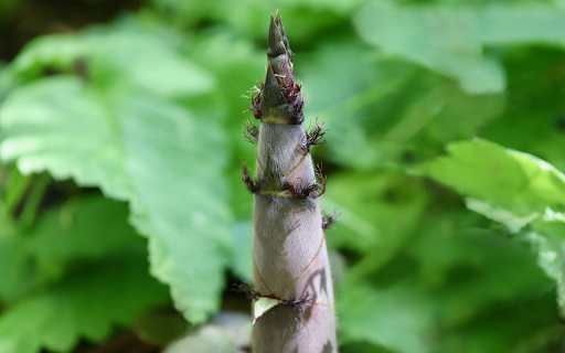Giant bamboo shoots  from Chrome web store to be run with OffiDocs Chromium online