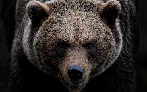 Giant bear  from Chrome web store to be run with OffiDocs Chromium online
