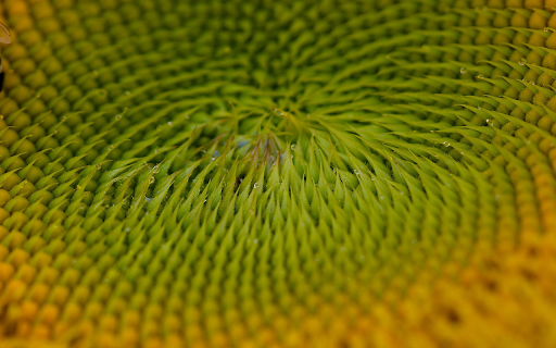 Giant calyx and dew drops  from Chrome web store to be run with OffiDocs Chromium online