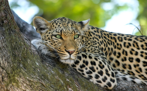 Giant cat  from Chrome web store to be run with OffiDocs Chromium online