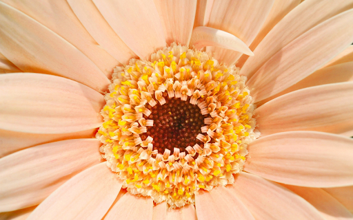 Giant flower  from Chrome web store to be run with OffiDocs Chromium online