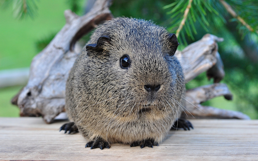 Giant mouse  from Chrome web store to be run with OffiDocs Chromium online