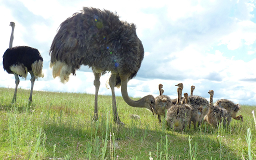 Giant ostriches  from Chrome web store to be run with OffiDocs Chromium online
