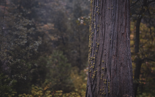 Giant pine tree  from Chrome web store to be run with OffiDocs Chromium online