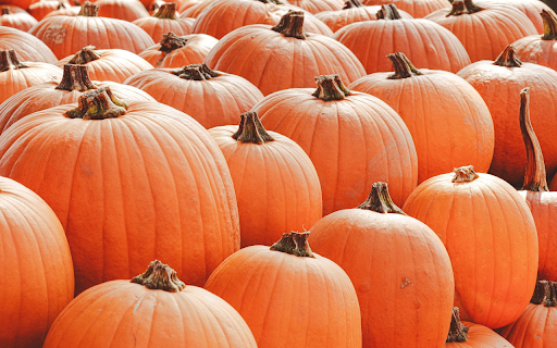 Giant pumpkins  from Chrome web store to be run with OffiDocs Chromium online