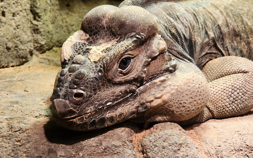 Giant reptile  from Chrome web store to be run with OffiDocs Chromium online