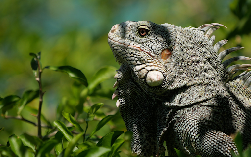 Giant Salamander  from Chrome web store to be run with OffiDocs Chromium online