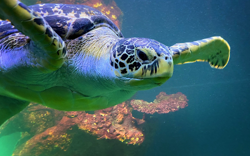Giant sea turtle  from Chrome web store to be run with OffiDocs Chromium online