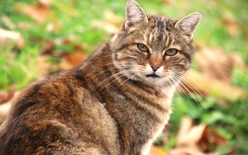 Giant tabby cat  from Chrome web store to be run with OffiDocs Chromium online