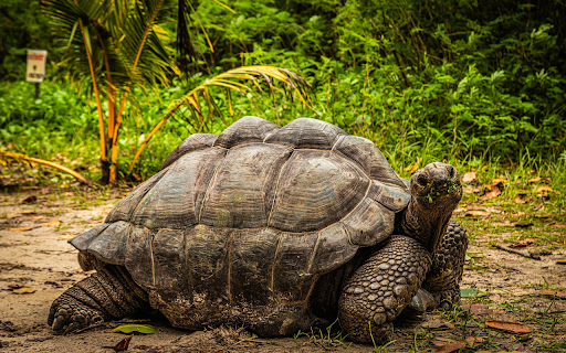 Giant turtle  from Chrome web store to be run with OffiDocs Chromium online