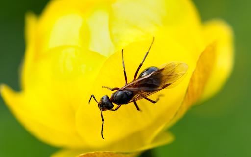 Giant winged ant  from Chrome web store to be run with OffiDocs Chromium online
