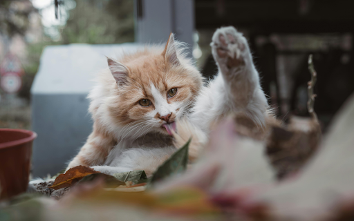 Ginger Cat Grooming in Outdoor Natural Setting  from Chrome web store to be run with OffiDocs Chromium online