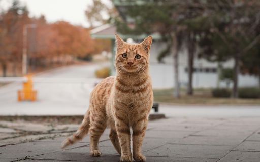Ginger Cat Standing Outdoors in Autumn Street  from Chrome web store to be run with OffiDocs Chromium online