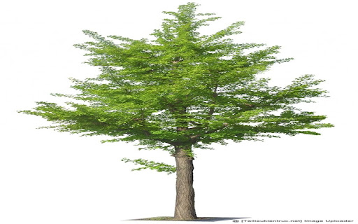 ginkgo tree wallpaper  from Chrome web store to be run with OffiDocs Chromium online