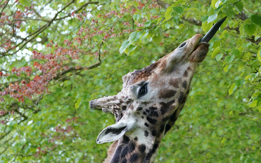 Giraffe and young branches  from Chrome web store to be run with OffiDocs Chromium online