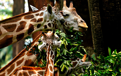 Giraffe Herd  from Chrome web store to be run with OffiDocs Chromium online