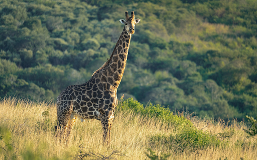 Giraffe in Grassland  from Chrome web store to be run with OffiDocs Chromium online