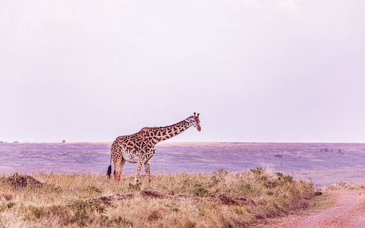 giraffe standing on the grass  from Chrome web store to be run with OffiDocs Chromium online