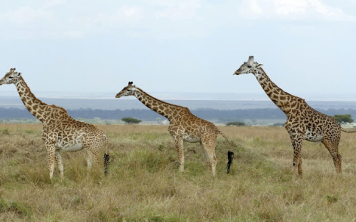 Giraffe: The Graceful Giant of the Savannah  from Chrome web store to be run with OffiDocs Chromium online