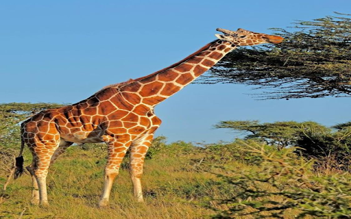 Giraffe wallpaper  from Chrome web store to be run with OffiDocs Chromium online