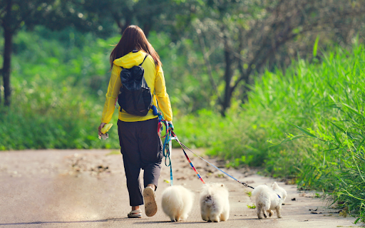 girl and white dogs  from Chrome web store to be run with OffiDocs Chromium online