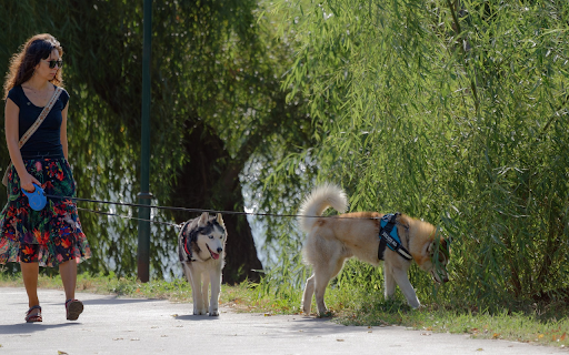 Girls and dogs  from Chrome web store to be run with OffiDocs Chromium online