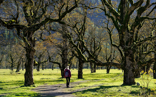 Girl walking in the forest  from Chrome web store to be run with OffiDocs Chromium online