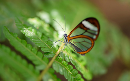 Glasswing Butterfly Serenity  from Chrome web store to be run with OffiDocs Chromium online