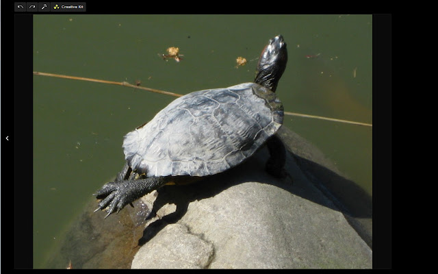 G+ Lightbox Hide Maximize Icon  from Chrome web store to be run with OffiDocs Chromium online