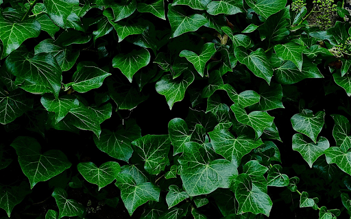 Glossy green leaves  from Chrome web store to be run with OffiDocs Chromium online